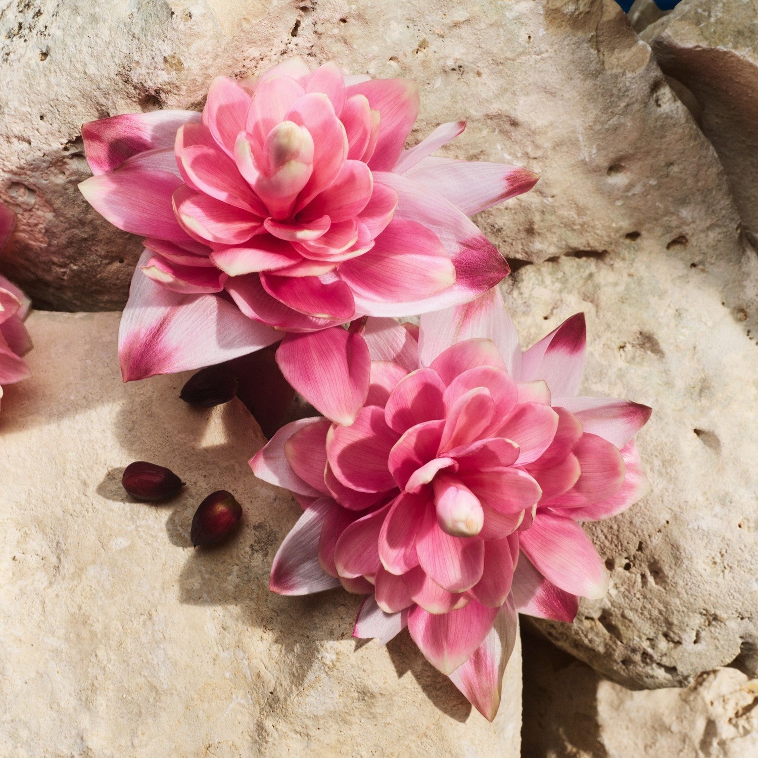 Light Blue Capri in Love - Dolce&Gabbana